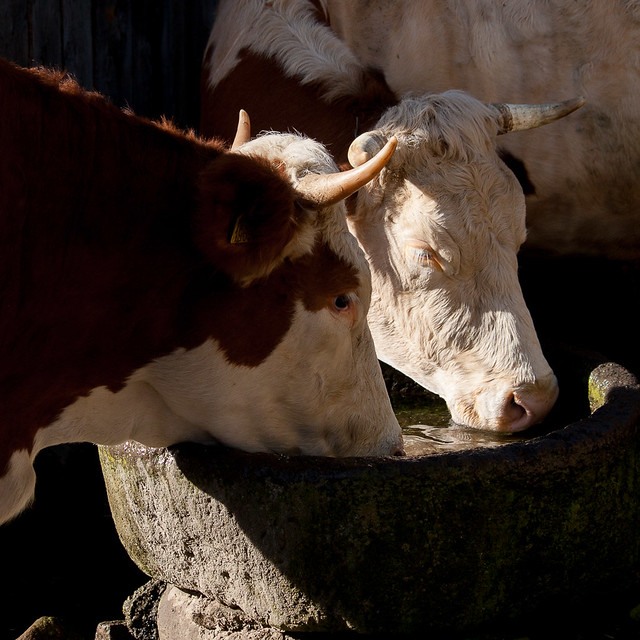 Cows quenching their thirst