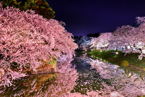 japan aomori hirosakicastle spring cherry sakura nightview canal moat pinkcolor 日本 青森縣 弘前城 春天 櫻花 flower 護城河 夜景 夜櫻 blossom