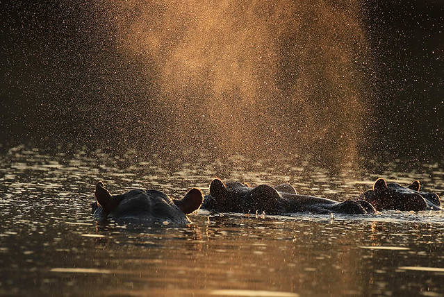 Hippos in setting sun - Malilangwe (dam lake) - Zimbabwe