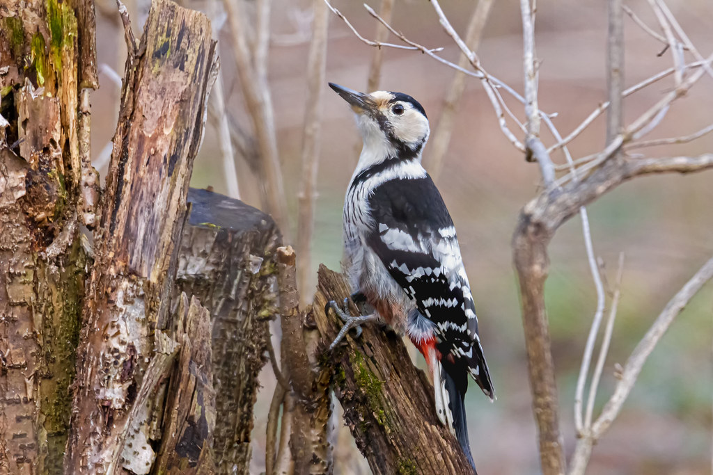 White-Backed Woodpecker (Dendrocopos leucotos)