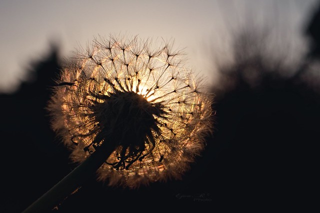 sunset dandelion