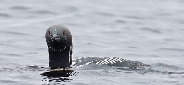 From the Archives:- Black-throated Diver (Gavia arctica)