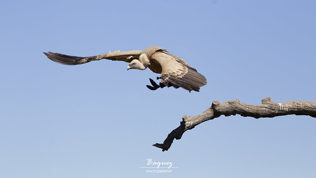 Buitre leonado - Gyps fulvus - Griffon vulture
