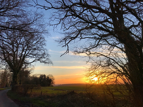 trees country sunset four marks hampshire winter spring march 2020