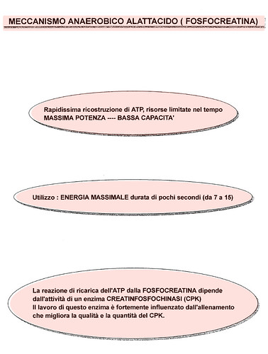 Meccanimo anaerobico alattacido fosfocreatina