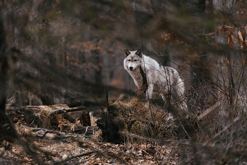 color animal animals photography photo wolf mammals timberwolf lakotawolfpreserve landscapeorientation nikond850 tamronsp70200mmf28divcusda009n