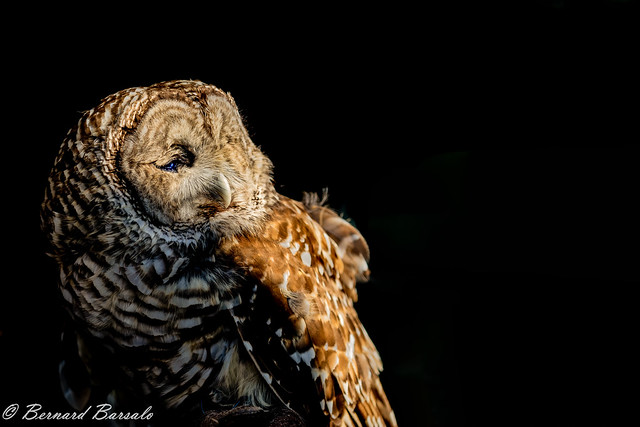 Chouette rayée - Strix varia - Barred Owl