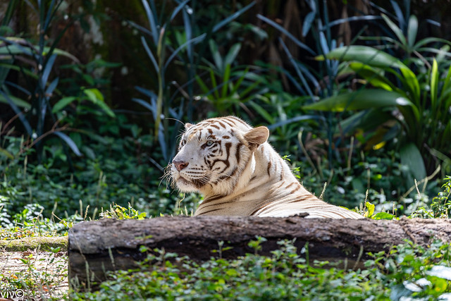 Rare adult albino Tiger