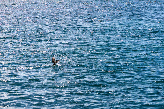 Graceful Australian pied cormorant in sea landing
