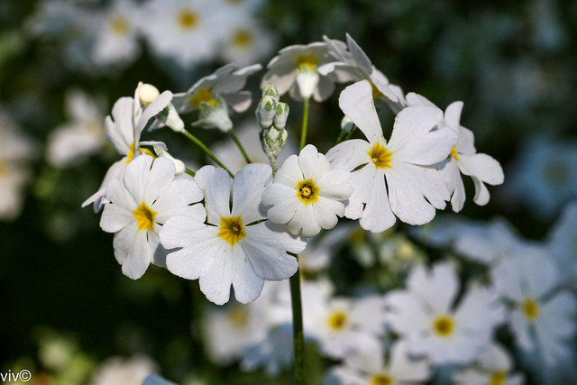 Lovely white Primula