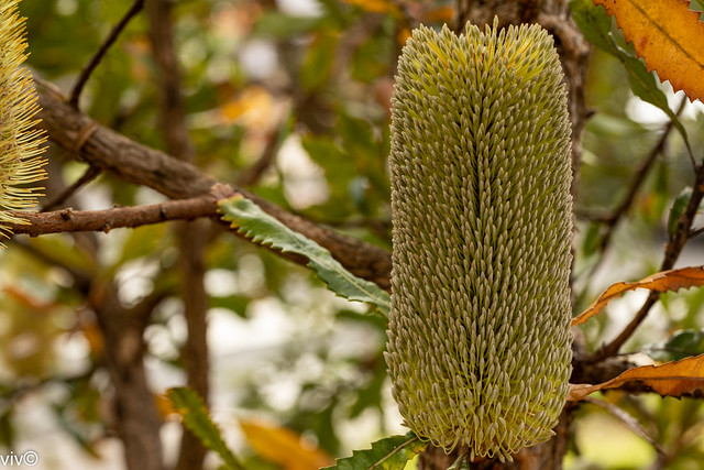 Lovely native Banksia flowers buds