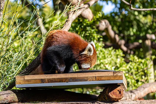Red Panda at lunch