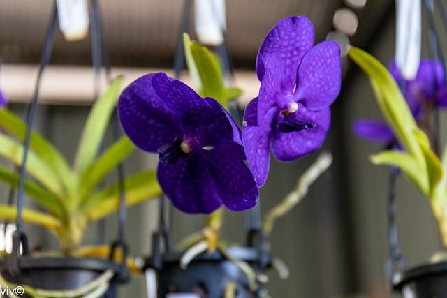 Lovely Vanda Orchid blooms