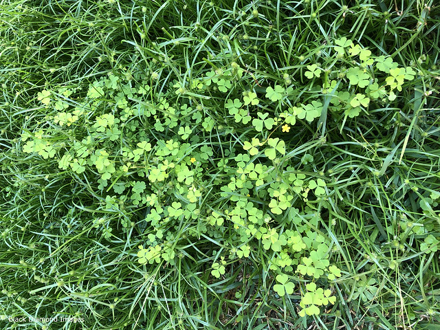 Is this Oxalis corniculata - Creeping Woodsorrel or Oxalis chnoodes?