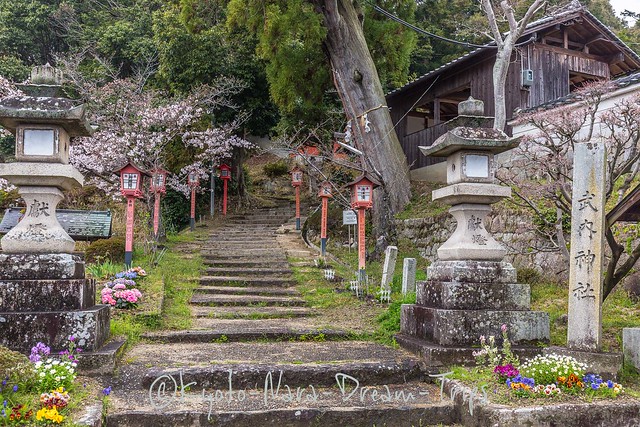 Sakura in the Rural Village of Seika-chō, Sōraku County, Kyoto Prefecture.