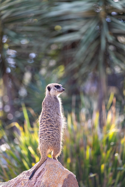 Attentive adult Meerkat