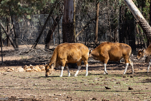 Adult Banteng grazing on a sunny spring morning