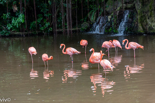 Busy flock of American Flamingos