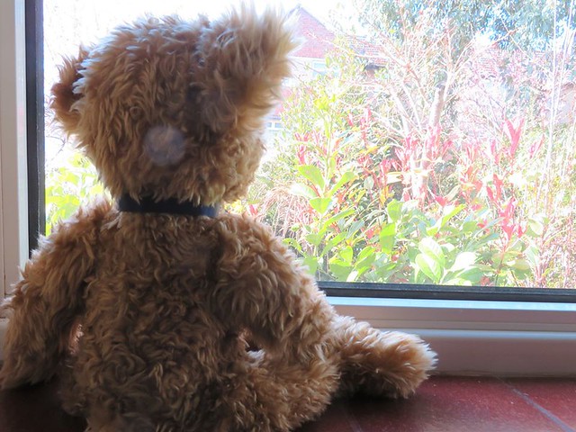Stapleford Bear Looking Out Window with Rainbow Oakham Rutland Corona Virus Exercise