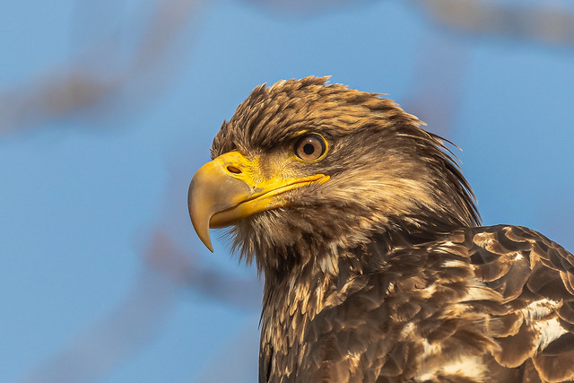 Bald Eagle Stare