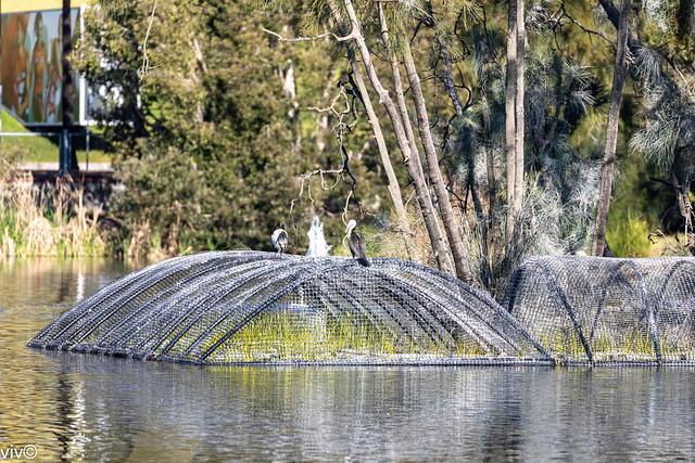 Bird varieties at Bicentennial Park wetlands, Homebush, New South Wales, Australia