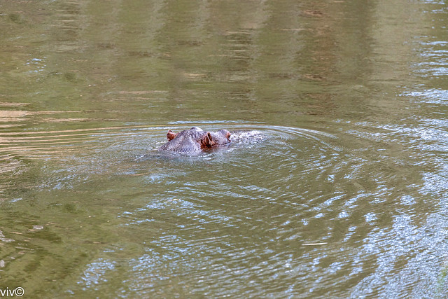Adult Hippopotamus enjoying morning 