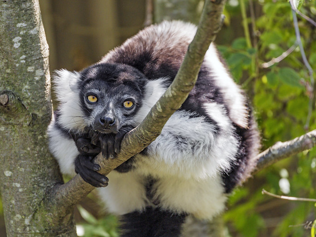 Lemur on the tree
