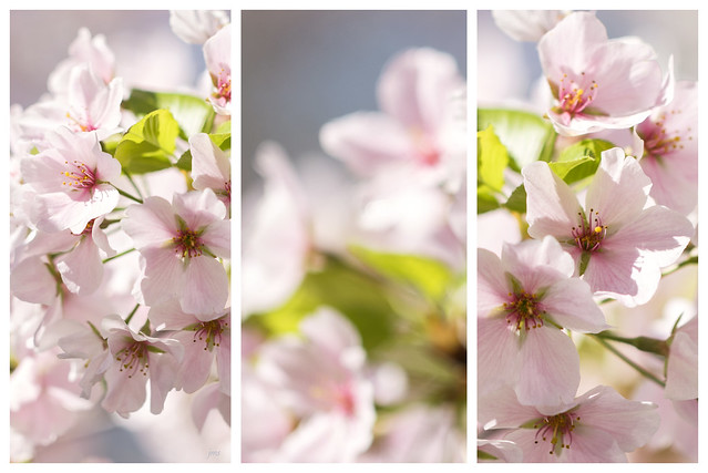 Cherry Blossoms X 3.