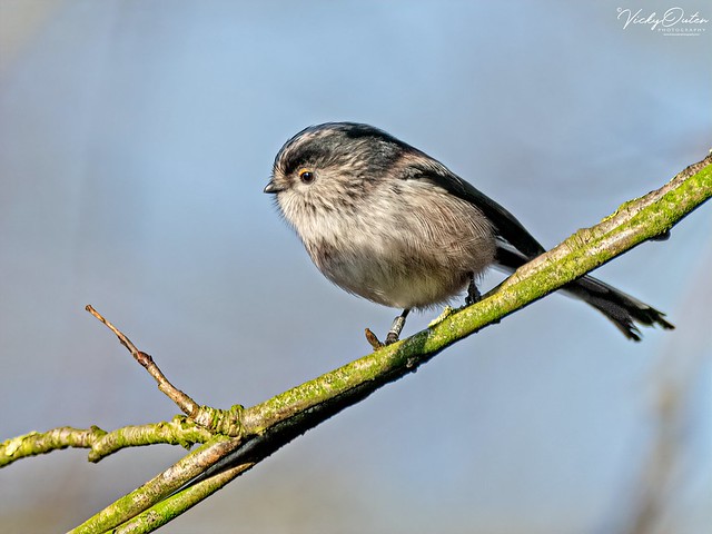 Long tailed tit MM 15/01/20