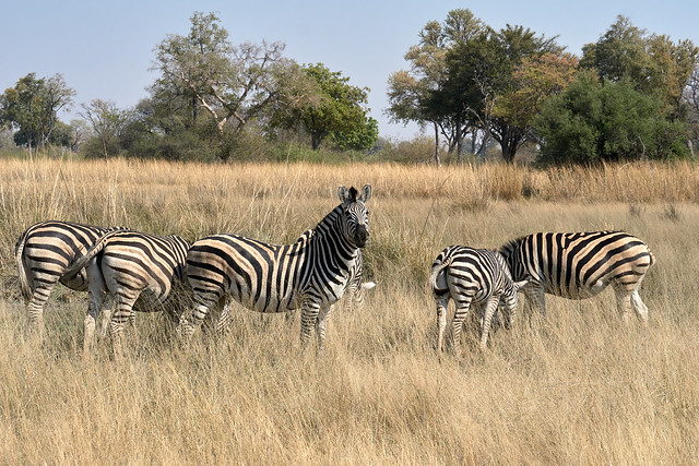 Zebras in the Lush Plains