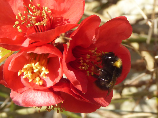 Bee on quince