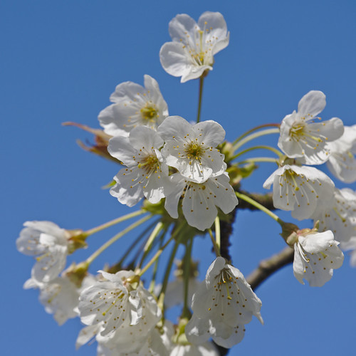 Local nature | by mark his view