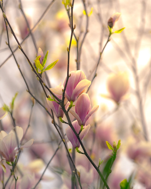 Magnolia blooms in spring, March of 2020