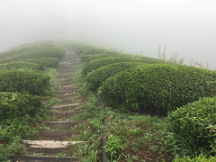 Tea Garden in South Korea