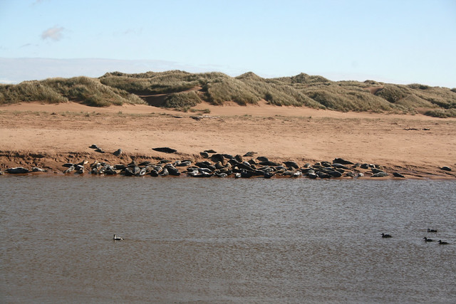 River Ythan and Seals at Newburgh