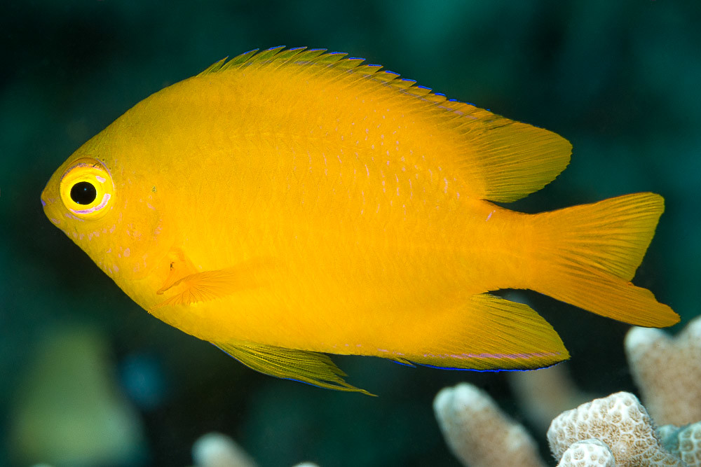 Lemon damsel - Pomacentrus moluccensis