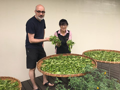 Hugo and Ms. Lin in front of the fresh leaves of Sun Moon Lake T-18