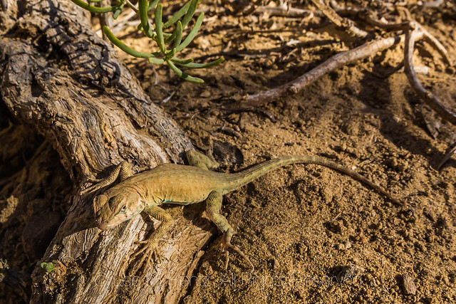 Lesser Earless Lizard near Pueblo Bonito in Chaco Canyon