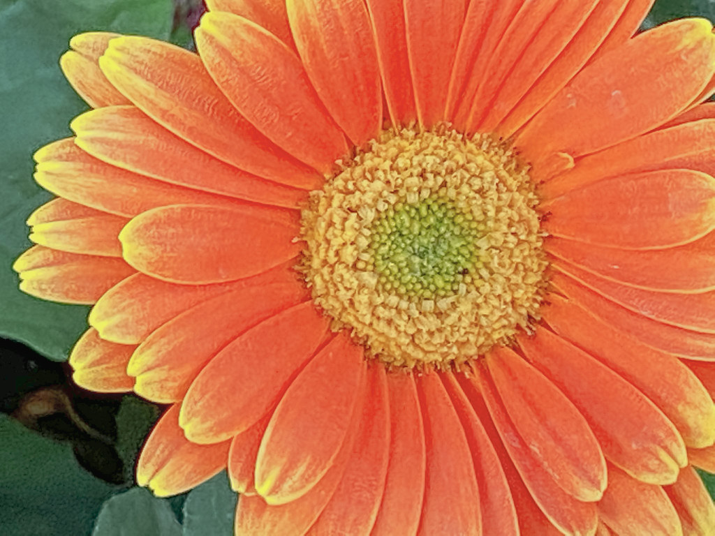 Barberton daisy | Gerbera jamesonii | spring, summer, autumn