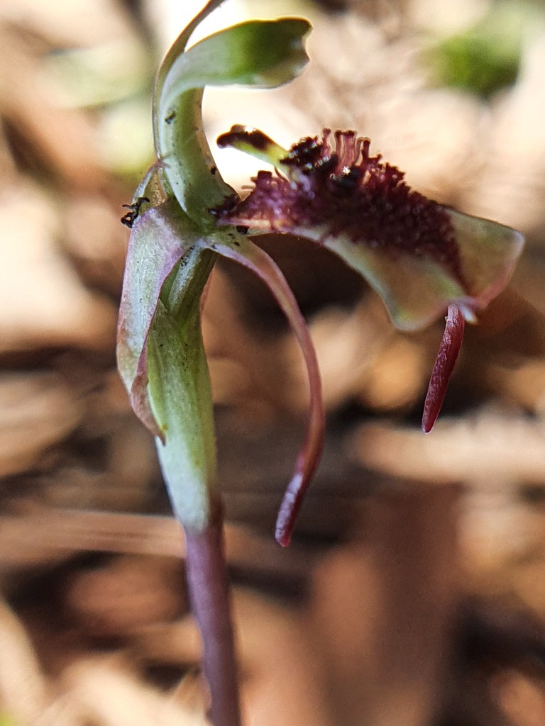 Chiloglottis curviclavia - Autumn Wasp Orchid