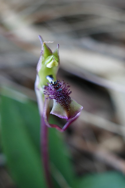 Chiloglottis curviclavia - Autumn Wasp Orchid