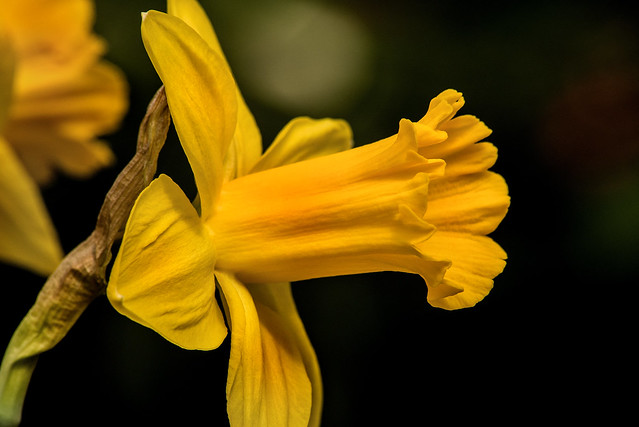 Amazing Spring Daffodil 3-0 F LR 3-22-20 J150