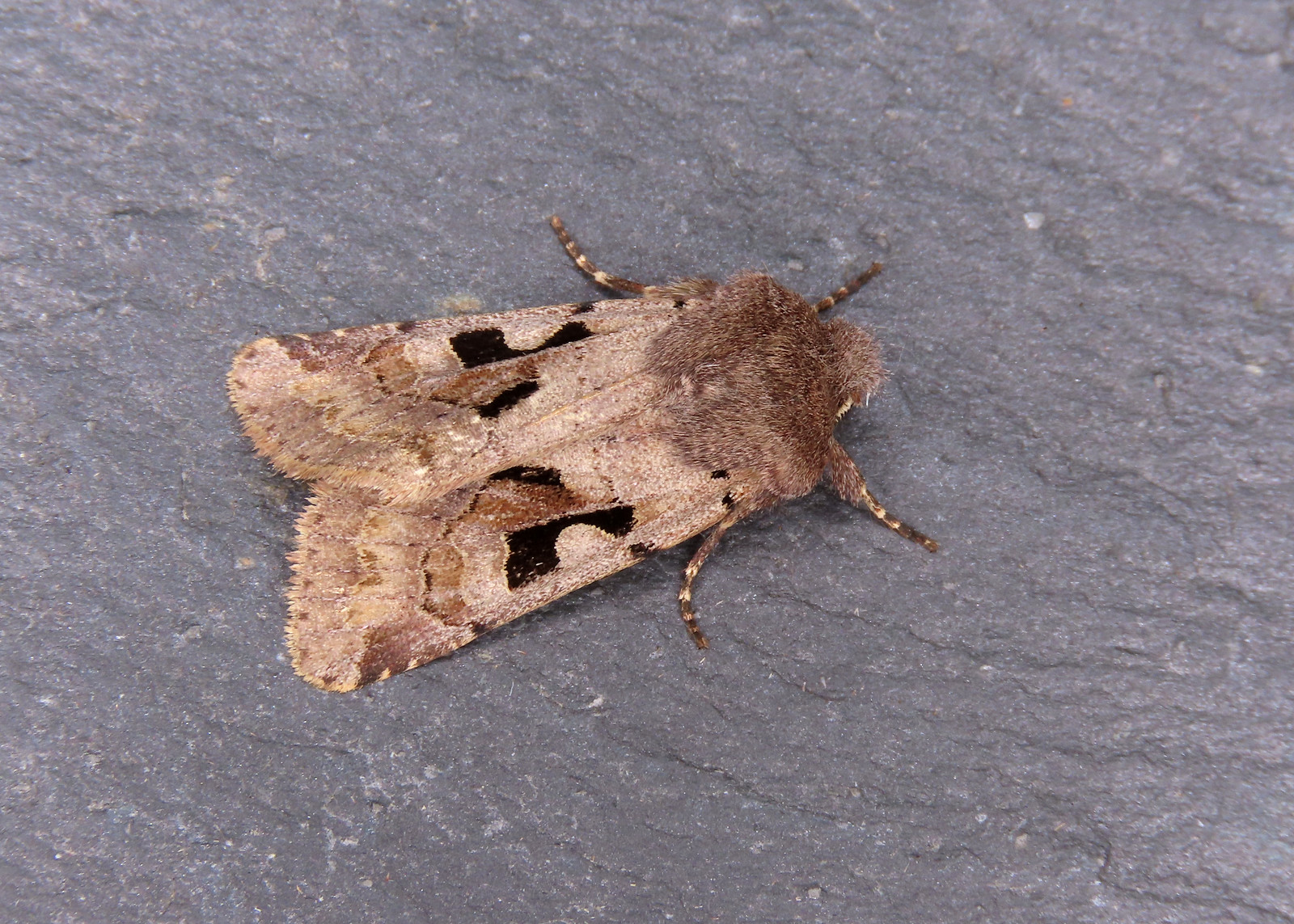 73.249 Hebrew Character - Orthosia gothica