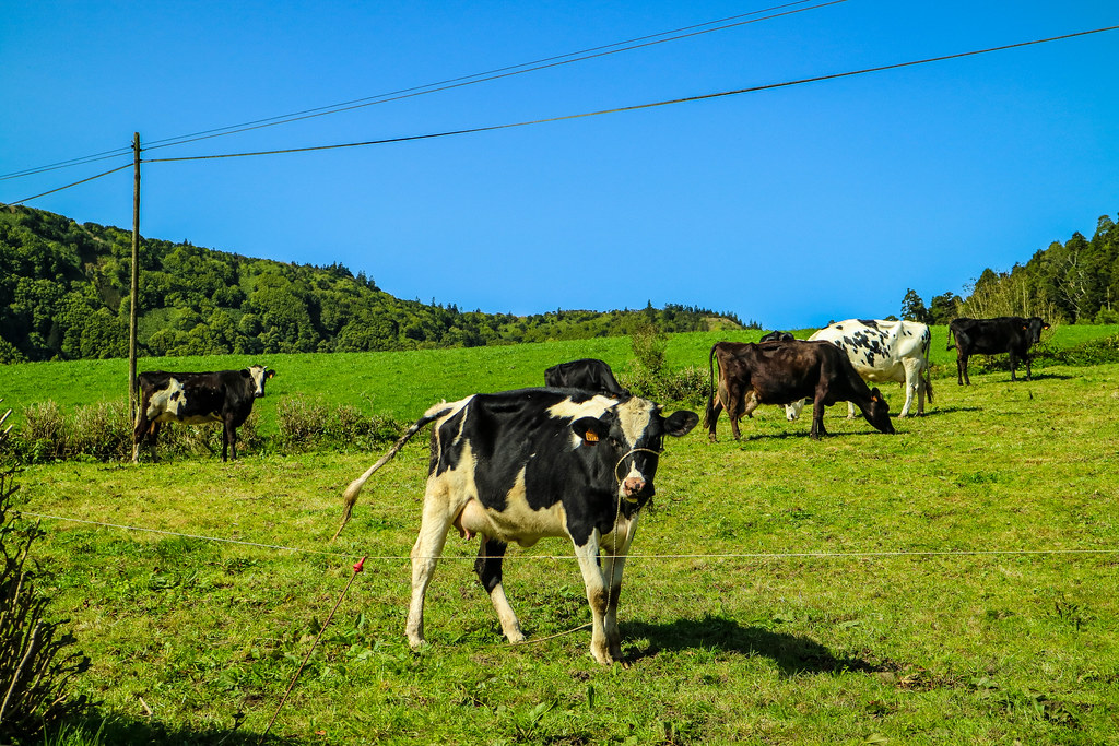 Vacas pastando en los prados cerca de Sete Cidades