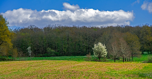 picturesque landscape spring blossom wood trees meadow