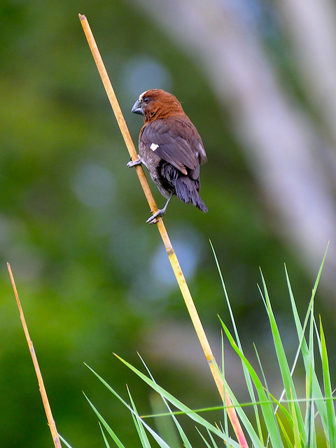 Thick-billed Weaver