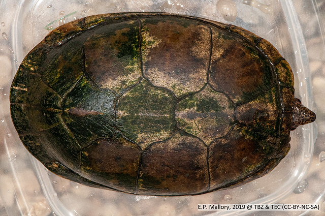 2020-03-22 TEC-0366 Tabasco Mud Turtle (Kinosternon acutum) - E.P. Mallory