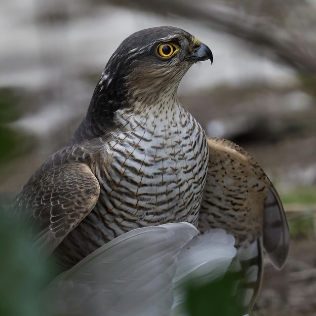 Sparrowhawk,female with prey