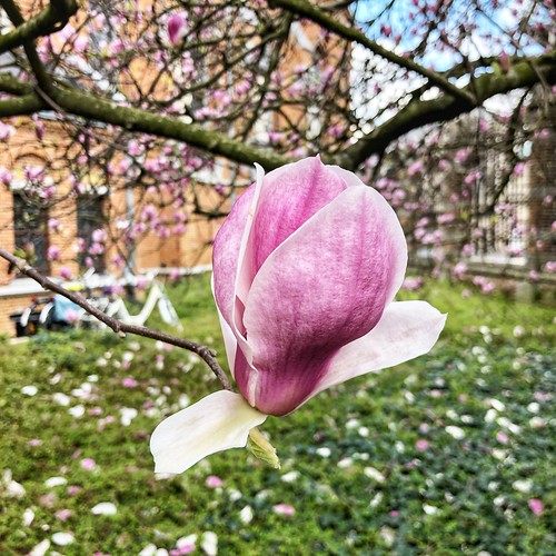 Magnolia-pracht in Leuven (21/03/2020-