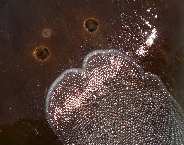 Sea mat (Membranipora membranacea) on Oarweed (Laminaria digitata)